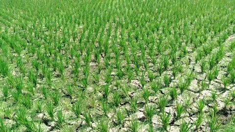 Fresh rice seedlings in a paddy field in the morning. Stock Footage 342040053