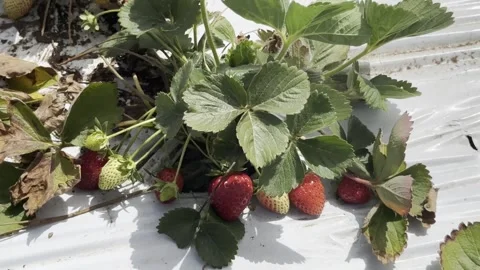 Fresh, ripe and red strawberries close-up. Berrys grown on film in field. Stockbeeldmateriaal 245340053