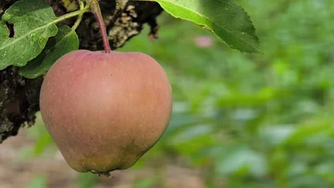 Fresh ripe apple hanging on a tree branch in orchard 库存影片 341465411