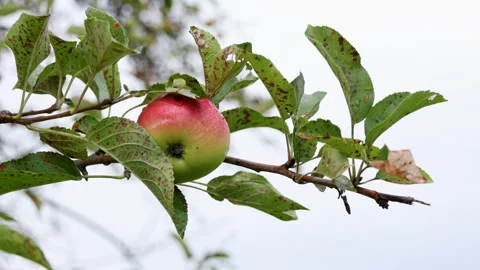 Fresh ripe apple on the tree branch against white sky. Stock Footage 250047384