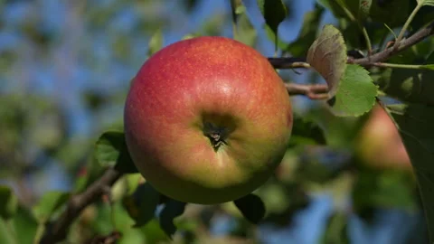 Fresh, ripe apple on the tree in fruit summer garden, close up Video stock 331878901