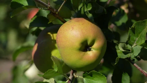 Fresh, ripe apple on the tree in fruit summer garden, close up Stock Footage 333687997