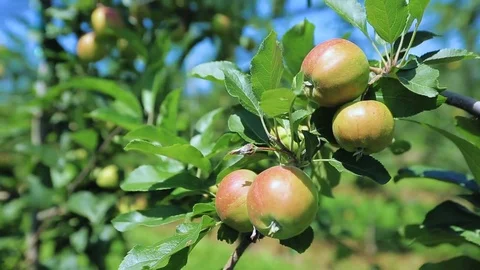 Fresh ripe apples on the Apple tree Stock Footage 78483692
