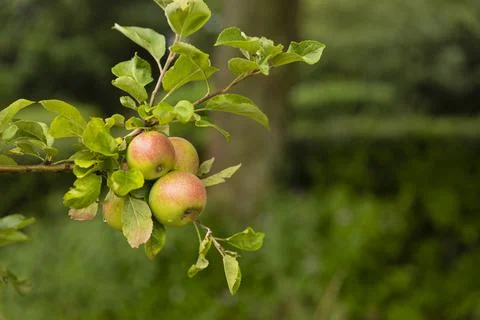 Fresh ripe apples hanging from an apple tree in a natural green environment 스톡 사진