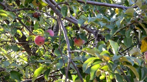 Fresh ripe apples on a tree 库存影片 107584497