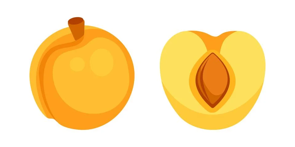 Fresh ripe apricot fruit cut in half showing the seed inside on white background Stock Illustration