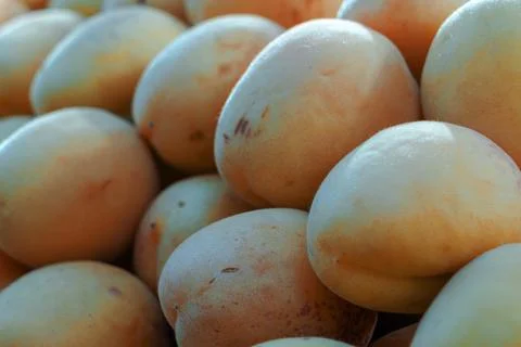 Fresh ripe apricots pattern close up, sweet organic summer fruits heap at l.. Stock Photos