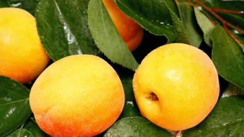 Fresh ripe apricots on the tree Stock Footage 144239247