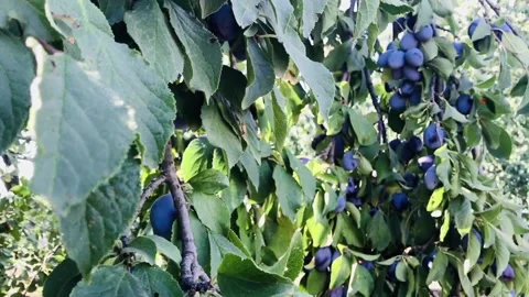 Fresh ripe blue plums on tree in summer garden video Stock Footage 140369022