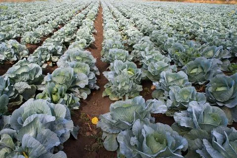 Fresh ripe cabbage on a vegetable bed. Stock Photos
