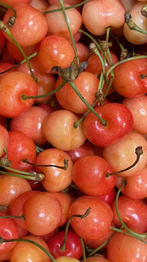 Fresh ripe cherries with stems forming a colorful background with vibrant r.. Stock Footage 337538651