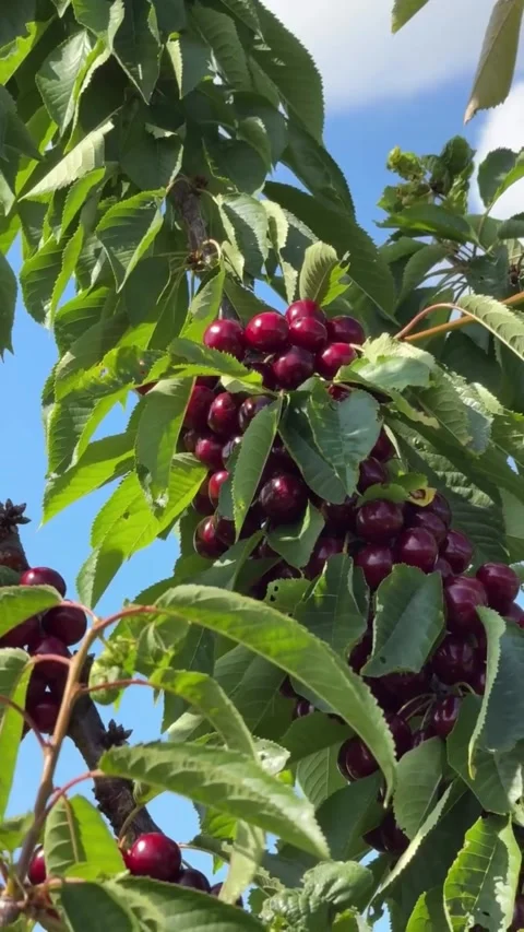 Fresh Ripe Cherries on Tree Branches 库存影片 340869960
