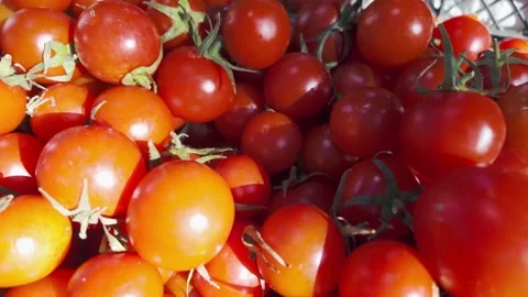 Fresh Ripe Cherry Tomatoes Piled Together Vídeos de archivo 345420116