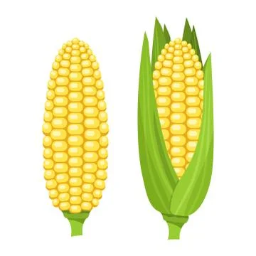 Fresh ripe corn cob. Colorful vector illustration 스톡 일러스트