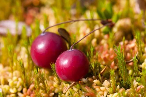 Fresh ripe cranberries Stock Photos