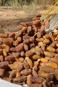 Fresh Ripe Dates Close Up 스톡 사진