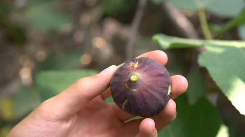 Fresh ripe fig fruit in the hands. Ficus carica, Violet Fig Stock Footage 126808042