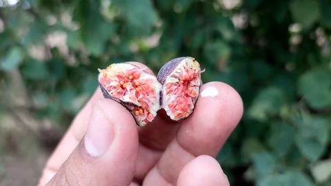 Fresh Ripe Fig Split Open Revealing Vibrant Red Seeded Interior Fotos de archivo