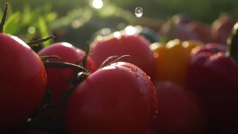 Fresh ripe garden tomatoes, organic harvest concept. local produce vegetables Stock Footage 132789868