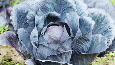 Fresh ripe head of red cabbage  growing in garden in 4K VIDEO. Close-up. Stock Footage 304657868