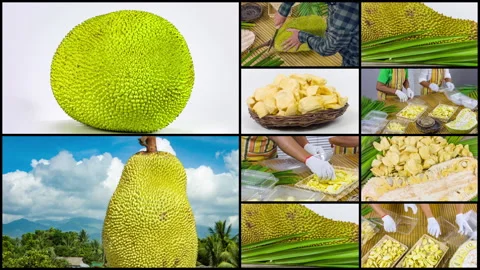 Fresh ripe jackfruit. Multi-screen with video clips on the theme jackfruit Vídeo Stock 94595819