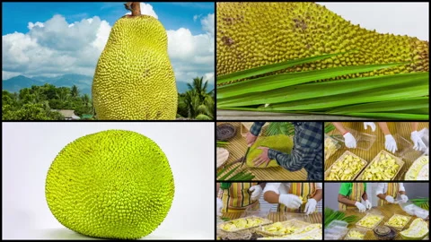 Fresh ripe jackfruit. Multi-screen with video clips on the theme jackfruit Video stock 94595822
