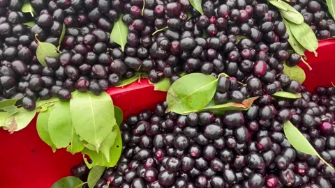 Fresh ripe jamun fruit pile background with green leaves blackplum syzygium Stock Footage 337722373