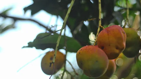 Fresh ripe juicy mangoes Stock Footage