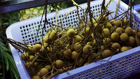 Fresh ripe longan fruit displayed at an asian market stall Stock Footage 336099646