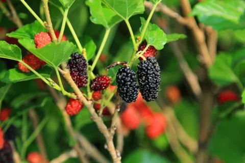 Fresh ripe mulberry berries on tree Stock Photos