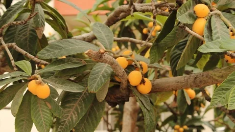 Fresh ripe mushmula Stock Footage 108280462