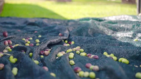 Fresh ripe olives falling down into the net under the olive tree on field Stock Footage 234111883