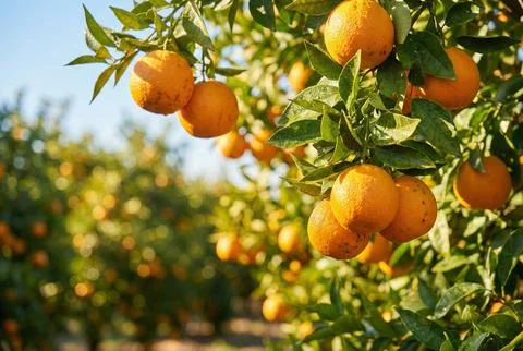 Fresh Ripe Oranges on Tree Stock Photos
