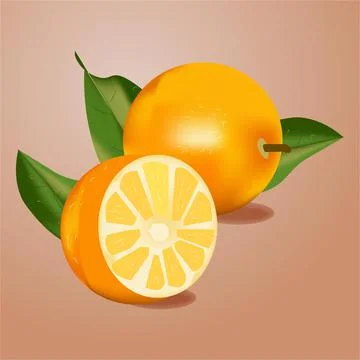 Fresh Ripe Oranges Vector Illustration Stock Illustration