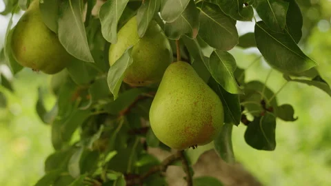 Fresh Ripe Pears Hanging on Tree Branch in Orchard Ready for Harvesting 스톡 동영상 342387274