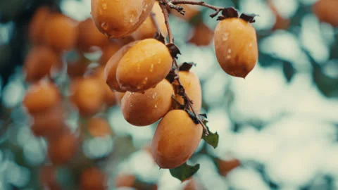 Fresh ripe persimmons hanging on tree branch with water droplets Stock Footage 332122376
