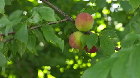 Fresh Ripe Plums Growing on a Tree Branch in a Sunny Summer Garden Orchard 스톡 동영상 339630731