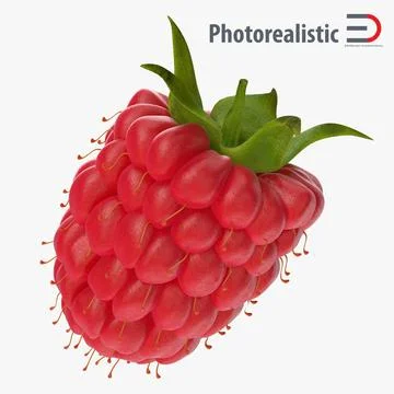 Fresh Ripe Raspberry 3D Model
