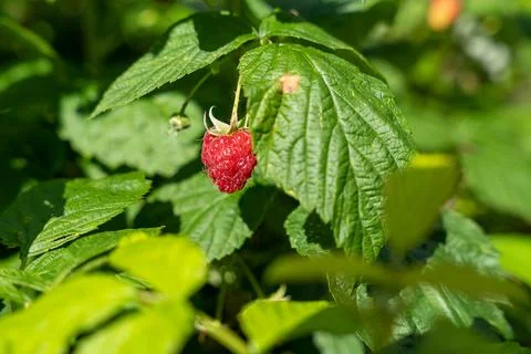 Fresh ripe raspberry in branch of raspberry bush Stock Photos