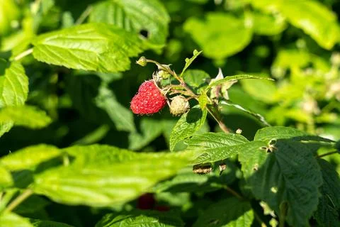 Fresh ripe raspberry in branch of raspberry bush Stock Photos