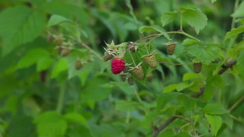 Fresh Ripe Raspberry Growing on a Bush in a Sunny Organic Garden Setting Stock-Footage 337430014