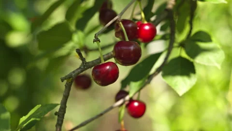Fresh Ripe Red Cherries Hanging on a Tree Branch in a Summer Garden Stock Footage 339629134