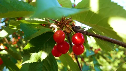 Fresh ripe red cherries on a tree in the sun Stock Footage 197011090