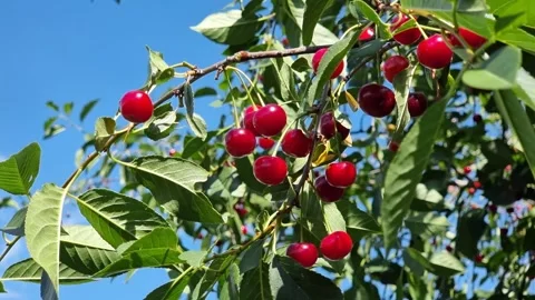 Fresh ripe red cherries on tree branches against blue sky Stock Footage 244258956