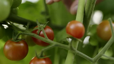 Fresh ripe red cherry tomato in home garden. Close up of farmer hands picking up Stock Footage 137097440