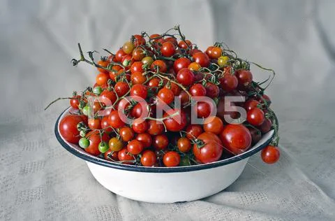 Fresh Ripe Red Cherry Tomatoes On A White Plate, Home Grown Autumn Harvest -