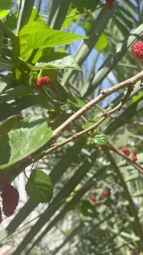 Fresh ripe red mulberries on a tree branch Vídeos de archivo 336136127