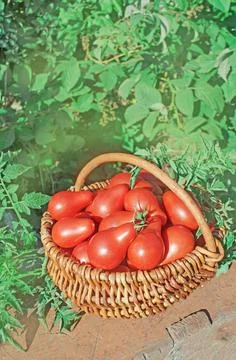 Fresh ripe red pear tomatoes in a basket on the garden 写真素材