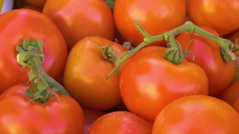 Fresh ripe red tomatoes with green stems closeup Stock Footage 334656068