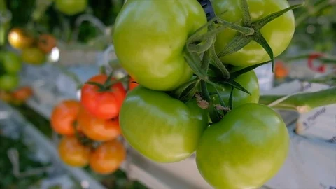 Fresh ripe red tomatoes grown in a greenhouse. Greenhouse Tomato Stock Footage 112018519